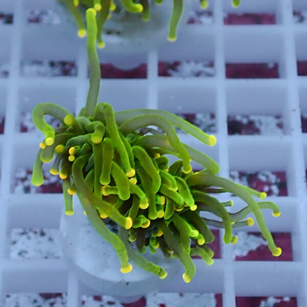 【サンゴ現物84】フラワーコーラルフラグ イエローチップ ! 15時までのご注文で当日発送【サンゴ】(t142