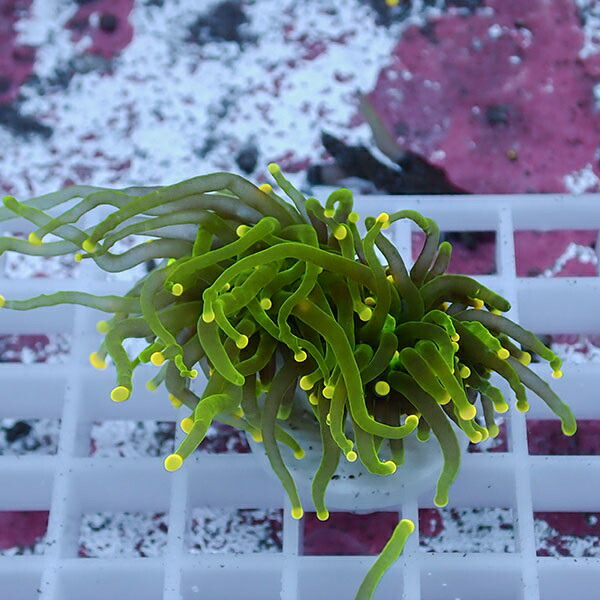 【サンゴ現物85】フラワーコーラルフラグ イエローチップ ! 15時までのご注文で当日発送【サンゴ】(t142