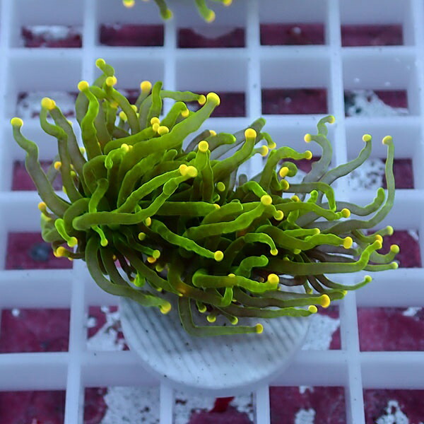 【サンゴ現物86】フラワーコーラルフラグ イエローチップ ! 15時までのご注文で当日発送【サンゴ】(t142