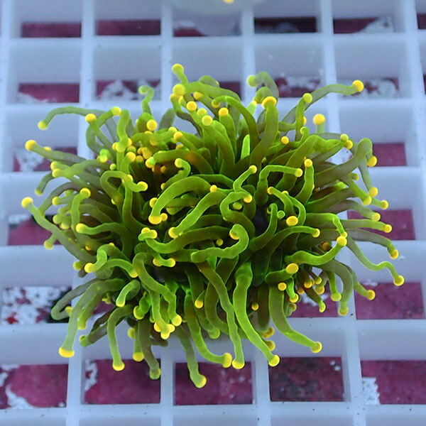 【サンゴ現物87】フラワーコーラルフラグ イエローチップ !15時までのご注文で当日発送 【サンゴ】(t142