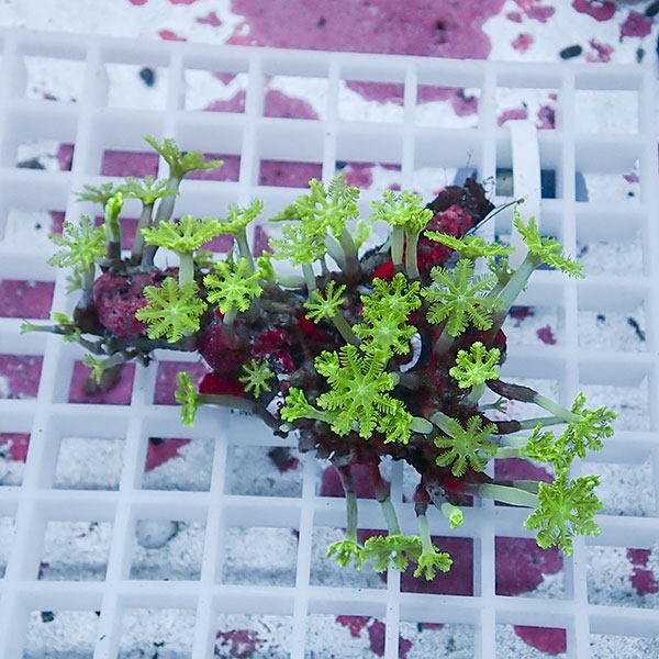 【サンゴ現物20】ツツウミヅタサンゴ!15時までのご注文で当日発送  【サンゴ】(t226