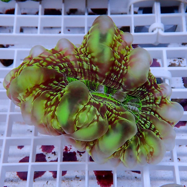 【サンゴ現物18】コハナガタサンゴ!15時までのご注文で当日発送  (サンゴ)(t254