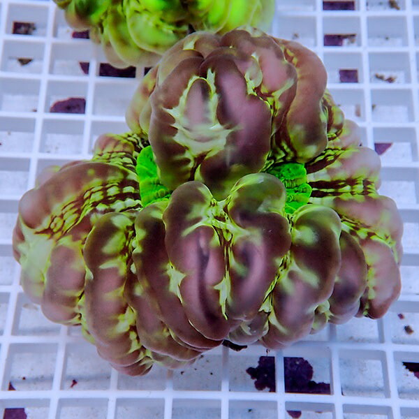 【サンゴ現物19】コハナガタサンゴ!15時までのご注文で当日発送  (サンゴ)(t254