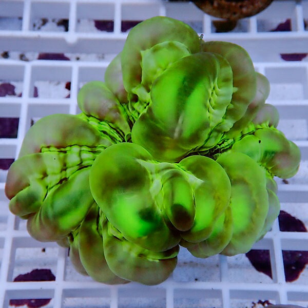 【サンゴ現物20】コハナガタサンゴ!15時までのご注文で当日発送 【サンゴ】(t254