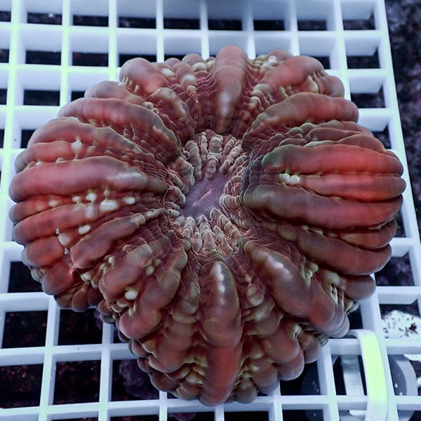 【サンゴ現物21】コハナガタサンゴ !15時までのご注文で当日発送 【サンゴ】(t254