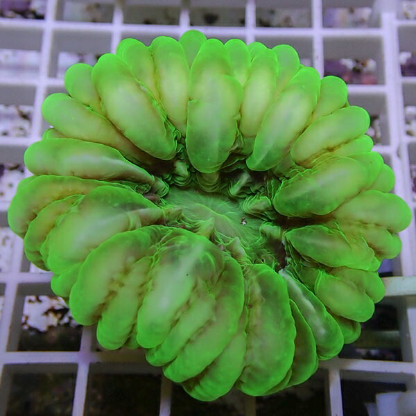 【サンゴ現物23】コハナガタサンゴ!15時までのご注文で当日発送  (サンゴ)(t254