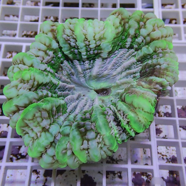 【サンゴ現物24】コハナガタサンゴ少し欠損!15時までのご注文で当日発送  (サンゴ)(t254