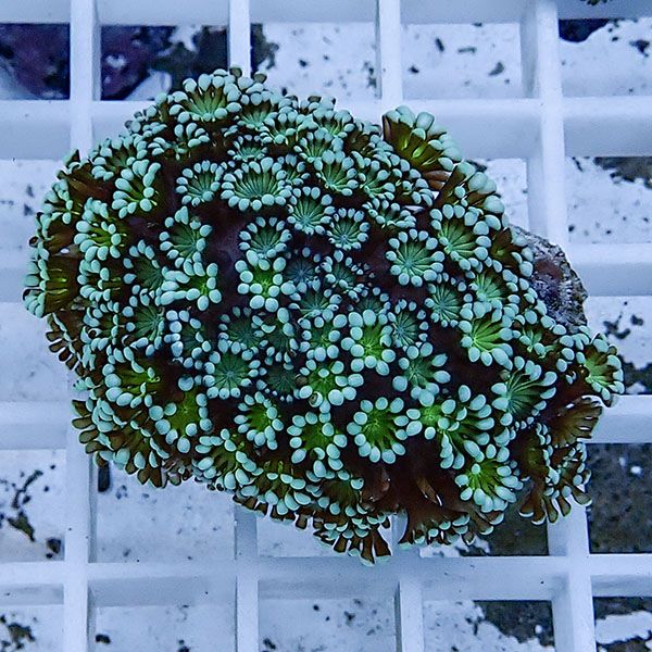 【サンゴ現物39】アワサンゴ! 15時までのご注文で当日発送 【サンゴ】(t221