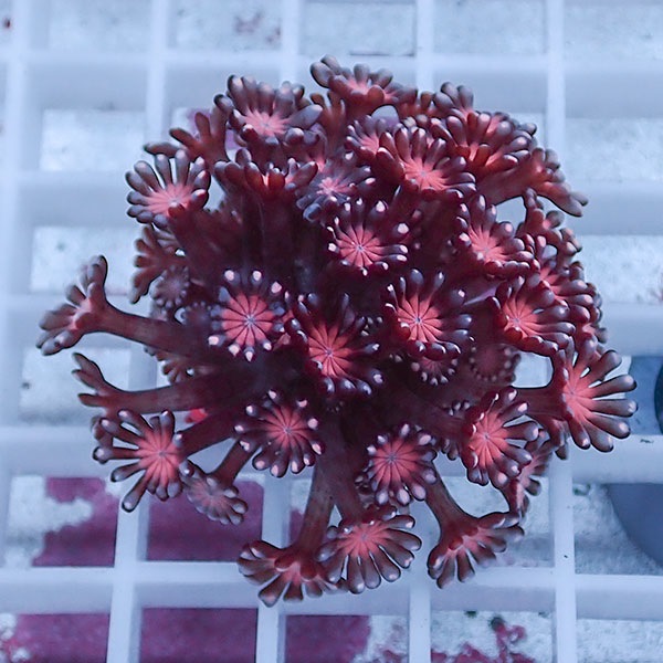 【サンゴ現物41】アワサンゴ! 15時までのご注文で当日発送 【サンゴ】(t221