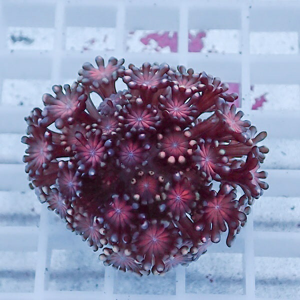 【サンゴ現物42】アワサンゴ! 15時までのご注文で当日発送 【サンゴ】(t221