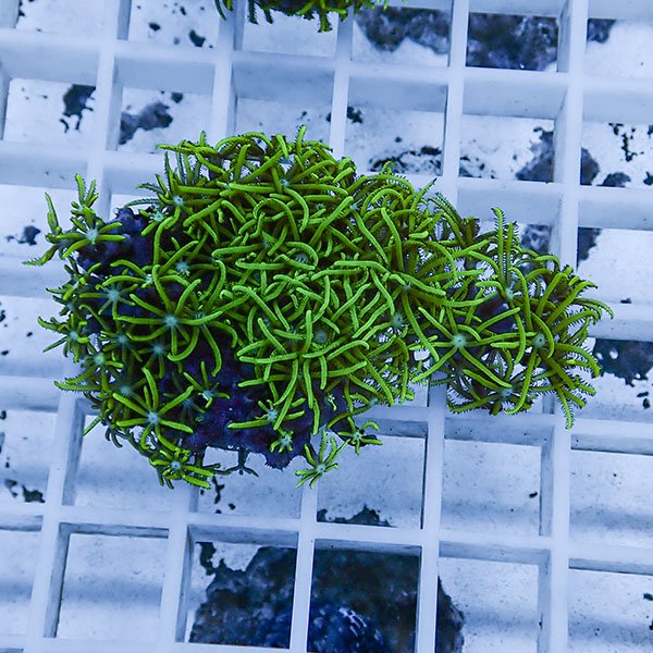 【サンゴ現物101】スターポリプ フラグ!15時までのご注文で当日発送 【サンゴ】(t221