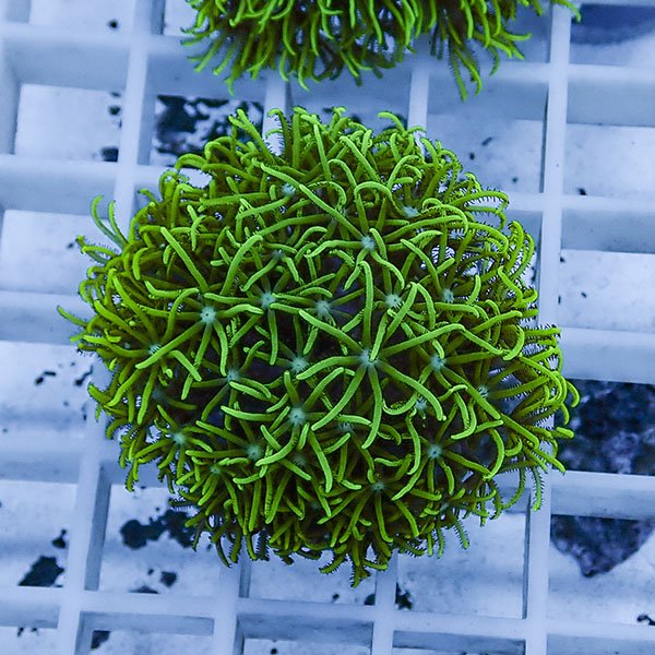 【サンゴ現物102】スターポリプ フラグ!15時までのご注文で当日発送 【サンゴ】(t221