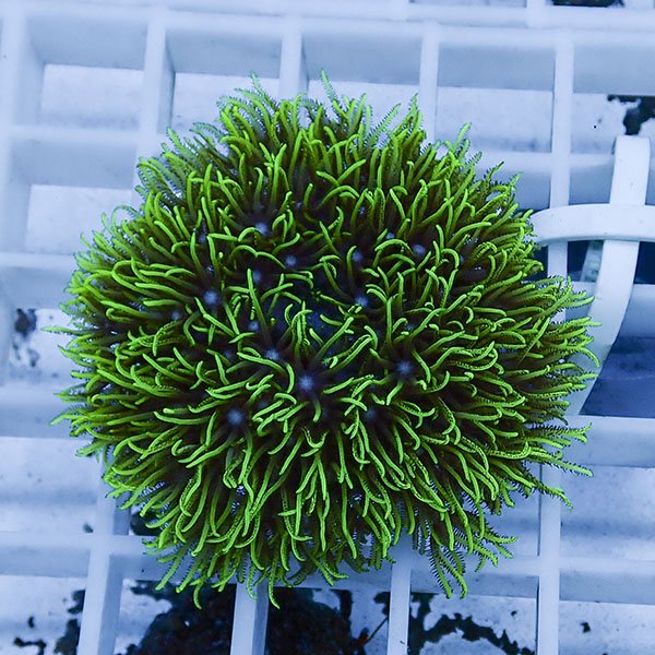 【サンゴ現物103】スターポリプ フラグ!15時までのご注文で当日発送 【サンゴ】(t221