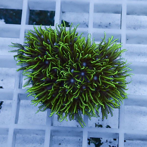 【サンゴ現物104】スターポリプ フラグ!15時までのご注文で当日発送 【サンゴ】(t221