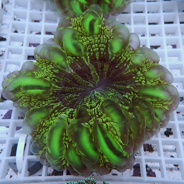 【サンゴ現物25】コハナガタサンゴ!15時までのご注文で当日発送  (サンゴ)(t254