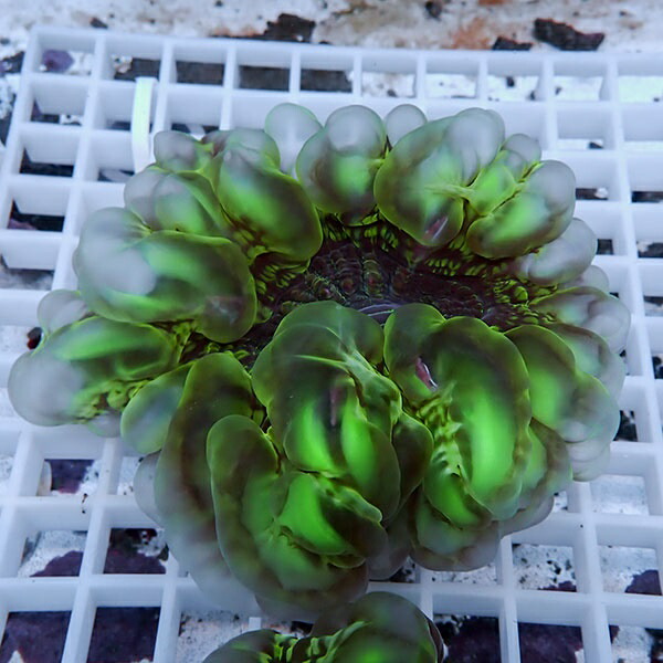 【サンゴ現物26】コハナガタサンゴ!15時までのご注文で当日発送  (サンゴ)(t254