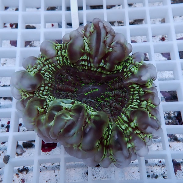 【サンゴ現物29】コハナガタサンゴ!15時までのご注文で当日発送  (サンゴ)(t254