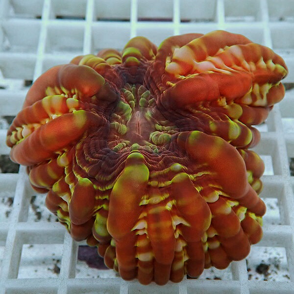 【サンゴ現物31】コハナガタサンゴ!15時までのご注文で当日発送  (サンゴ)(t254