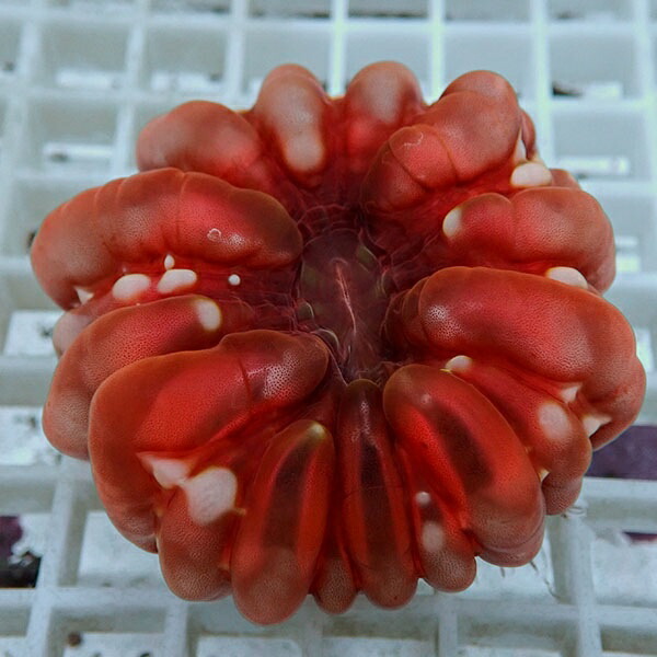 【サンゴ現物32】コハナガタサンゴ!15時までのご注文で当日発送  (サンゴ)(t254