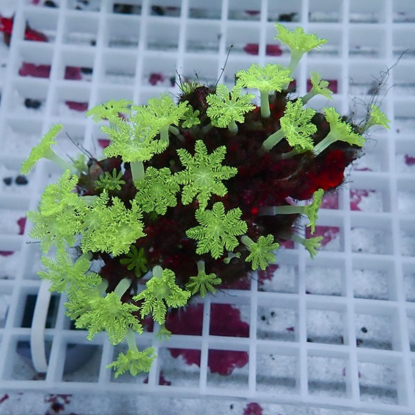 【サンゴ現物21】ツツウミヅタサンゴ!15時までのご注文で当日発送  【サンゴ】(t226