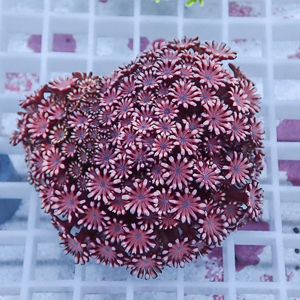 【サンゴ現物44】アワサンゴ! 15時までのご注文で当日発送 【サンゴ】(t221