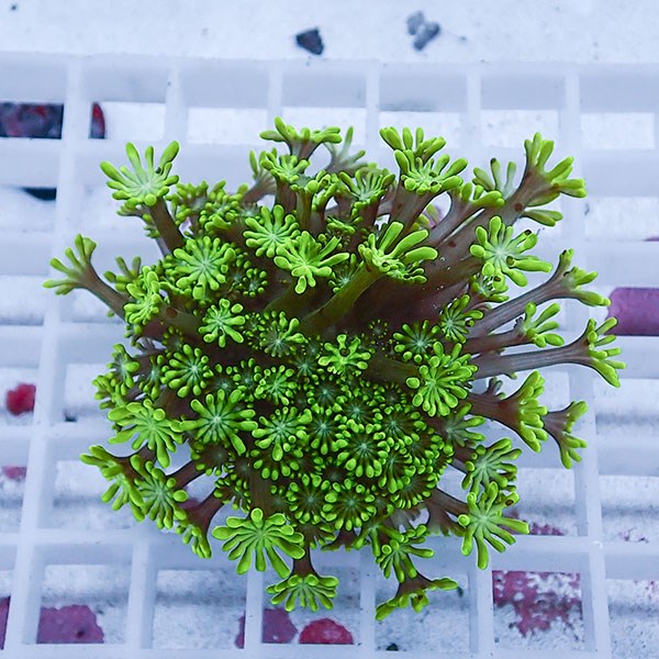 【サンゴ現物45】アワサンゴ! 15時までのご注文で当日発送 【サンゴ】(t221