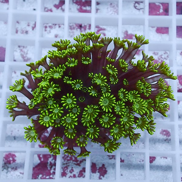 【サンゴ現物46】アワサンゴ! 15時までのご注文で当日発送 【サンゴ】(t221