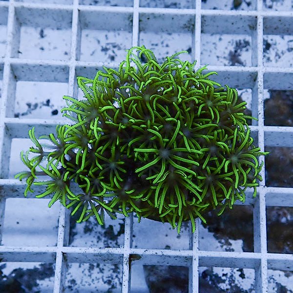 【サンゴ現物106】スターポリプ フラグ!15時までのご注文で当日発送 【サンゴ】(t221