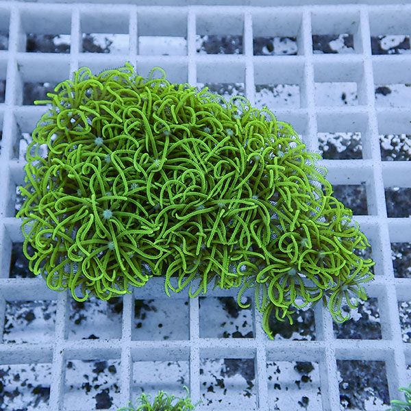 【サンゴ現物108】スターポリプ フラグ!15時までのご注文で当日発送 【サンゴ】(t221