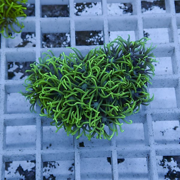 【サンゴ現物109】スターポリプ フラグ!15時までのご注文で当日発送 【サンゴ】(t221