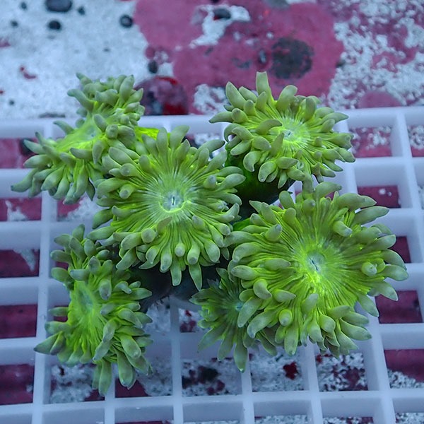 【サンゴ現物18】ウィスカーズコーラル  !15時までのご注文で当日発送【サンゴ】(t236