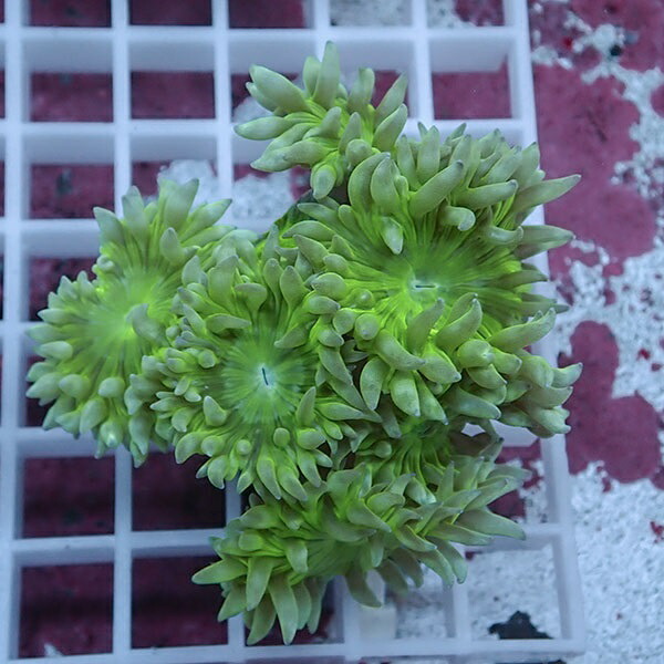 【サンゴ現物19】ウィスカーズコーラル  !15時までのご注文で当日発送【サンゴ】(t236