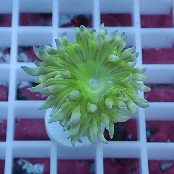 【サンゴ現物20】ウィスカーズコーラル  !15時までのご注文で当日発送【サンゴ】(t236