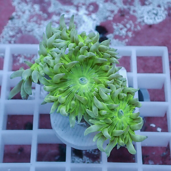 【サンゴ現物21】ウィスカーズコーラル  !15時までのご注文で当日発送【サンゴ】(t236