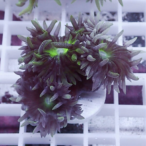 【サンゴ現物23】ウィスカーズコーラル  !15時までのご注文で当日発送【サンゴ】(t236