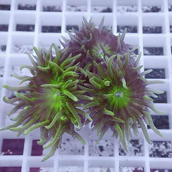 【サンゴ現物24】ウィスカーズコーラル  !15時までのご注文で当日発送【サンゴ】(t236