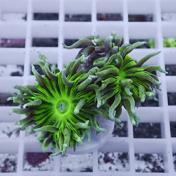 【サンゴ現物25】ウィスカーズコーラル  !15時までのご注文で当日発送【サンゴ】(t236