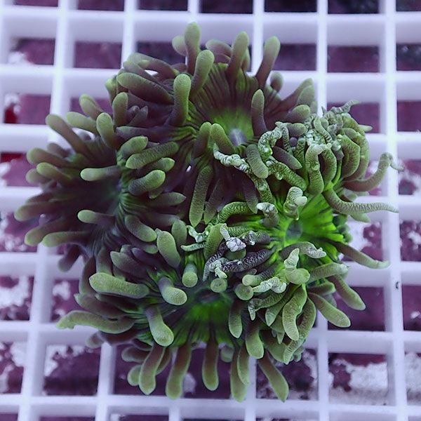 【サンゴ現物26】ウィスカーズコーラル  !15時までのご注文で当日発送【サンゴ】(t236