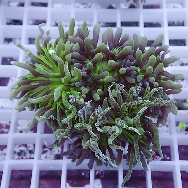 【サンゴ現物28】ウィスカーズコーラル  !15時までのご注文で当日発送【サンゴ】(t236