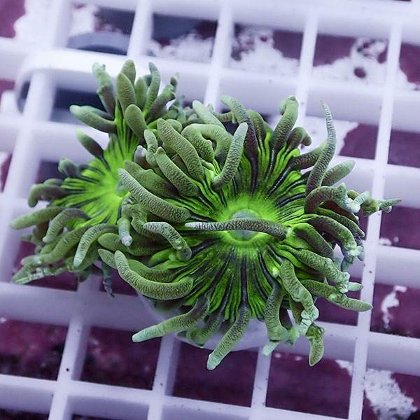 【サンゴ現物30】ウィスカーズコーラル  !15時までのご注文で当日発送【サンゴ】(t236