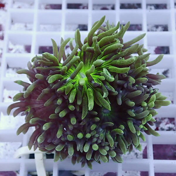 【サンゴ現物31】ウィスカーズコーラル  !15時までのご注文で当日発送【サンゴ】(t236