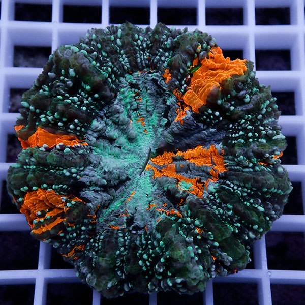 【サンゴ現物7】アザミハナガタサンゴ !15時までのご注文で当日発送 【サンゴ】(t135