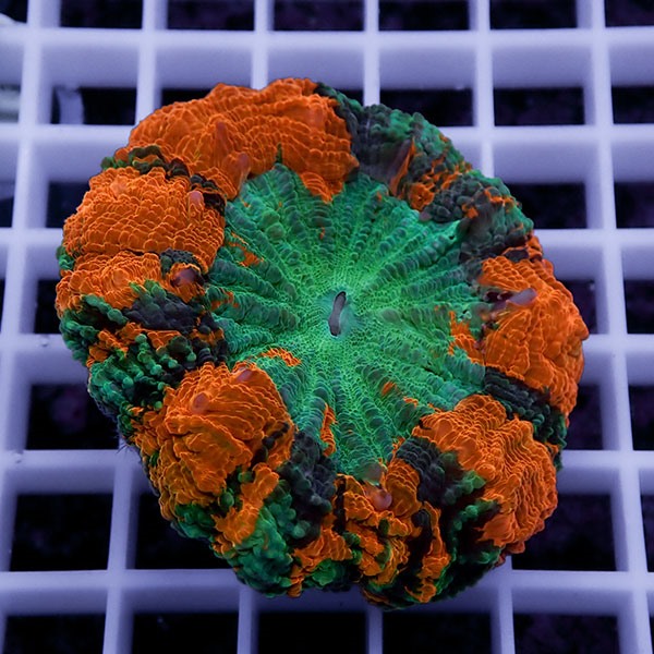 【サンゴ現物8】アザミハナガタサンゴ !15時までのご注文で当日発送 【サンゴ】(t135