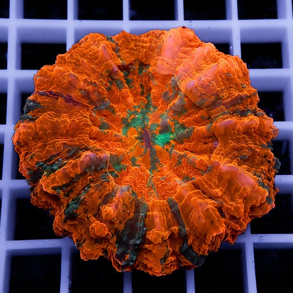 【サンゴ現物9】アザミハナガタサンゴ !15時までのご注文で当日発送 【サンゴ】(t135