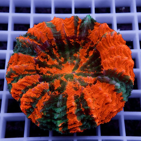 【サンゴ現物10】アザミハナガタサンゴ !15時までのご注文で当日発送 【サンゴ】(t135