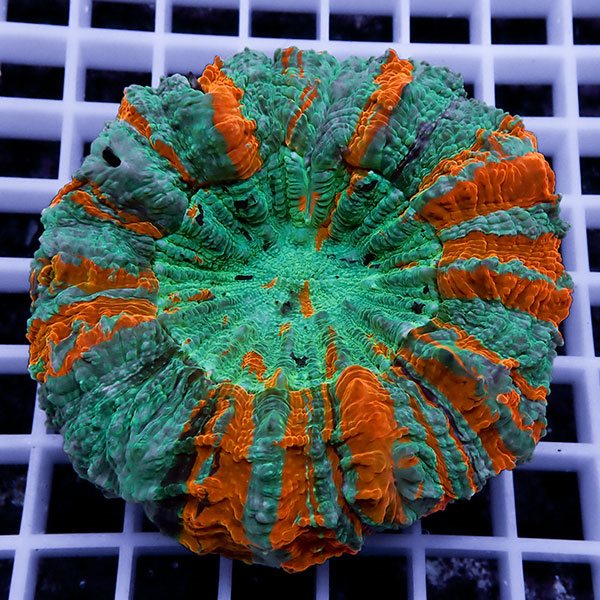 【サンゴ現物11】アザミハナガタサンゴ !15時までのご注文で当日発送 【サンゴ】(t135