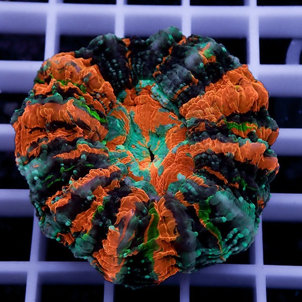 【サンゴ現物12】アザミハナガタサンゴ !15時までのご注文で当日発送 【サンゴ】(t135