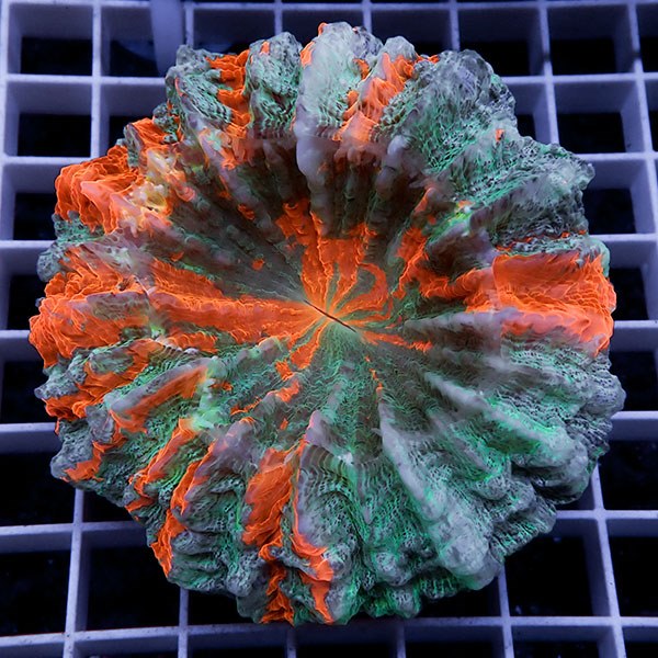 【サンゴ現物13】アザミハナガタサンゴ !15時までのご注文で当日発送 【サンゴ】(t135