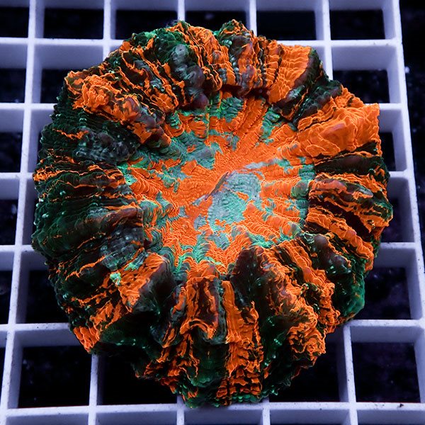 【サンゴ現物15】アザミハナガタサンゴ !15時までのご注文で当日発送 【サンゴ】(t135