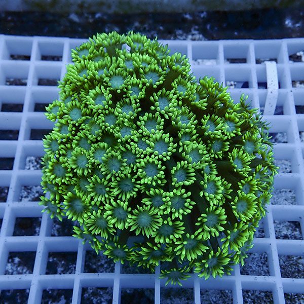 【サンゴ現物22】ハナガササンゴ!15時までのご注文で当日発送【サンゴ】(t140